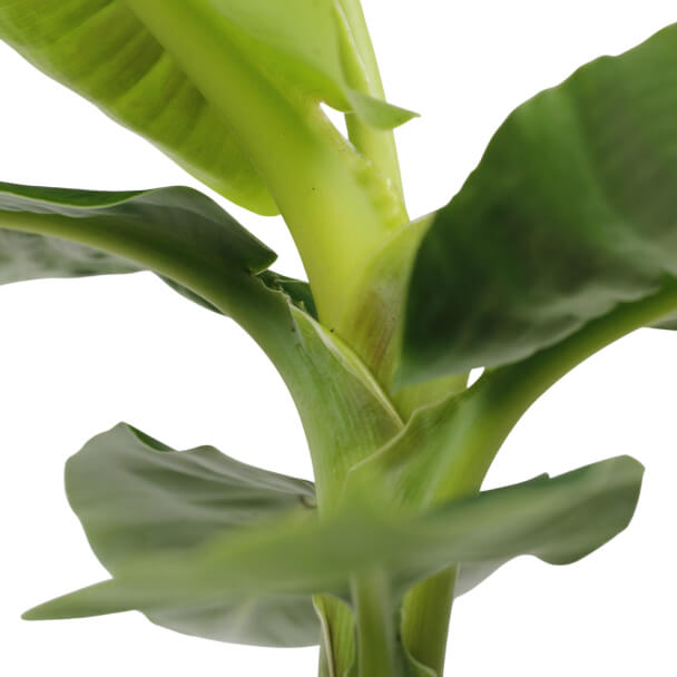 musa tropicana bananeira 17 vaso producao detalhe 1